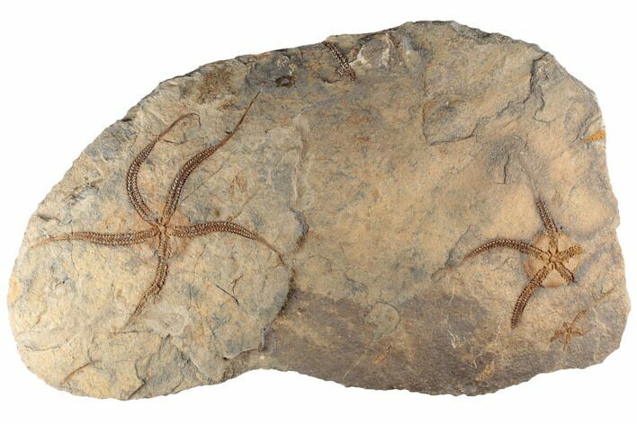 5.2" Ordovician Brittle Star (Ophiura) With Partials - Morocco